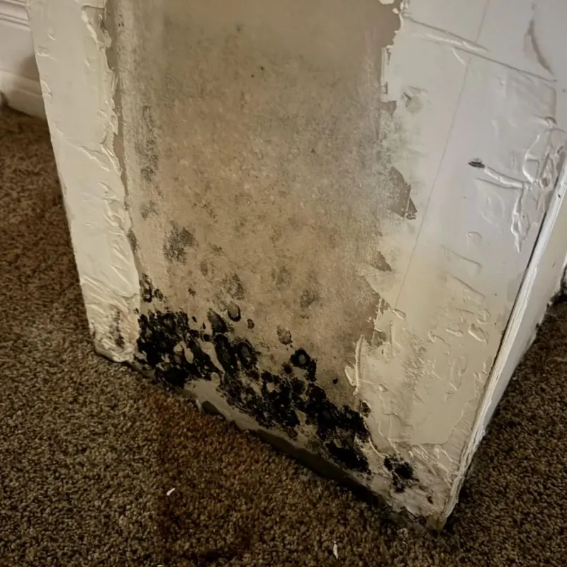Professional Mold Removal in Aledo, IL